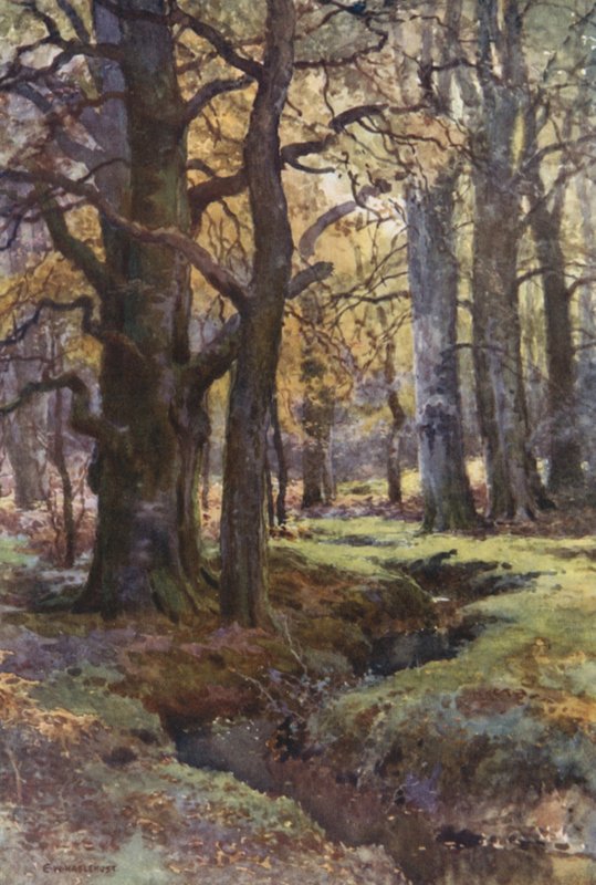 I Mallard Wood (farge litho) av Ernest William Haslehust