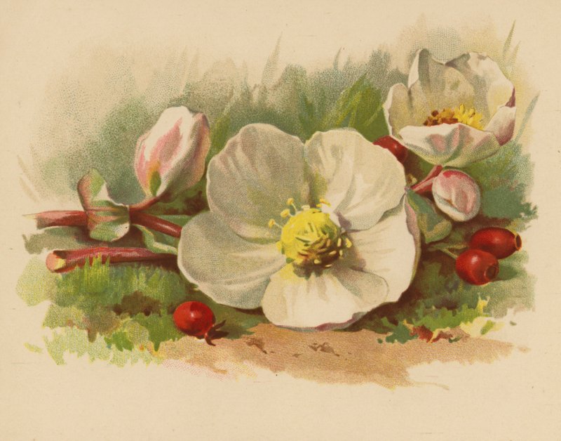Julerose og bær (chromolitho) av Ethel C. Nisbet