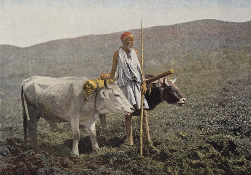 Kabyle kobling av European Photographer