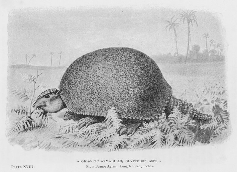 En gigantisk beltedyr, Glyptodon Asper (litho) av European School