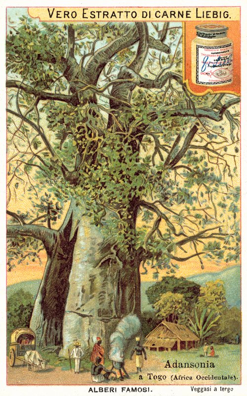 Adansonia-tre i Togo (chromolitho) av European School