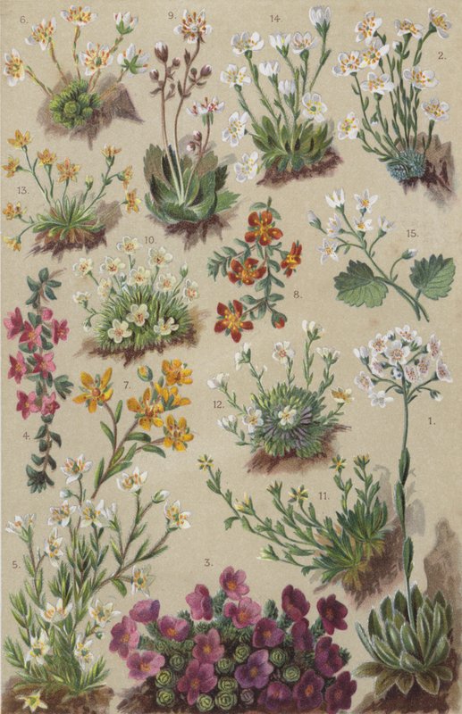 Alpeflora (chromolitho) av European School