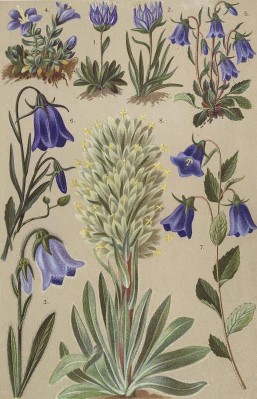 Alpeflora av European School