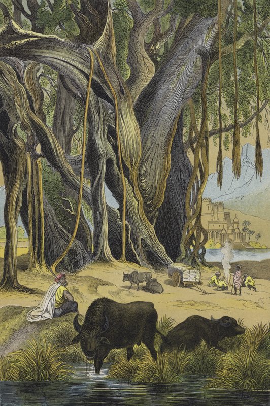 Dyr og planter i India (farge litho) av European School