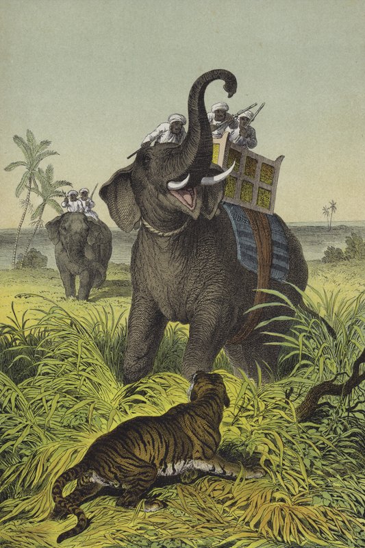 Dyr og planter i India (farge litho) av European School