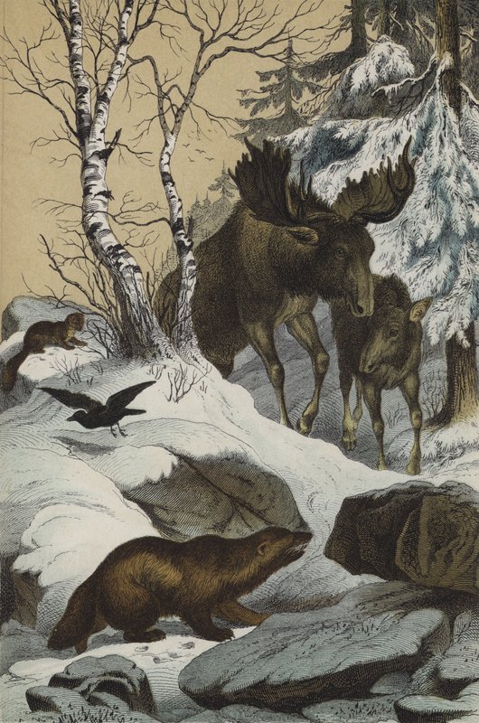 Dyr og planter i Lappland (farge litho) av European School