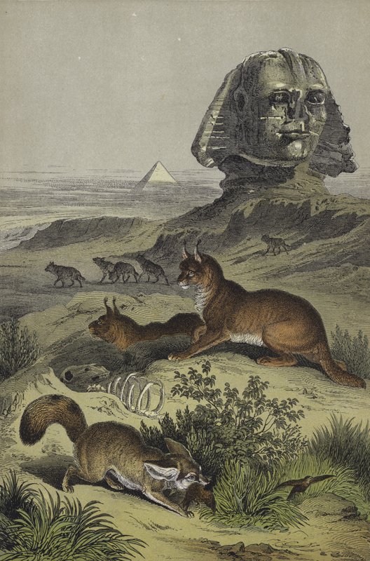Dyr fra Egypt (farge litho) av European School