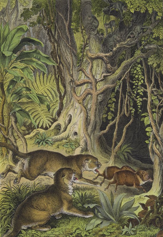 Dyr fra Guyana (farge litho) av European School