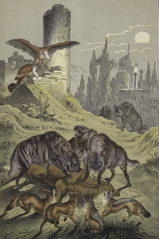 Dyr i Nord-Afrika (farge litho) av European School