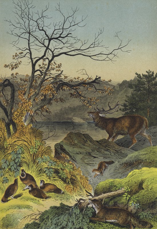 Dyr fra Sibir (farge litho) av European School