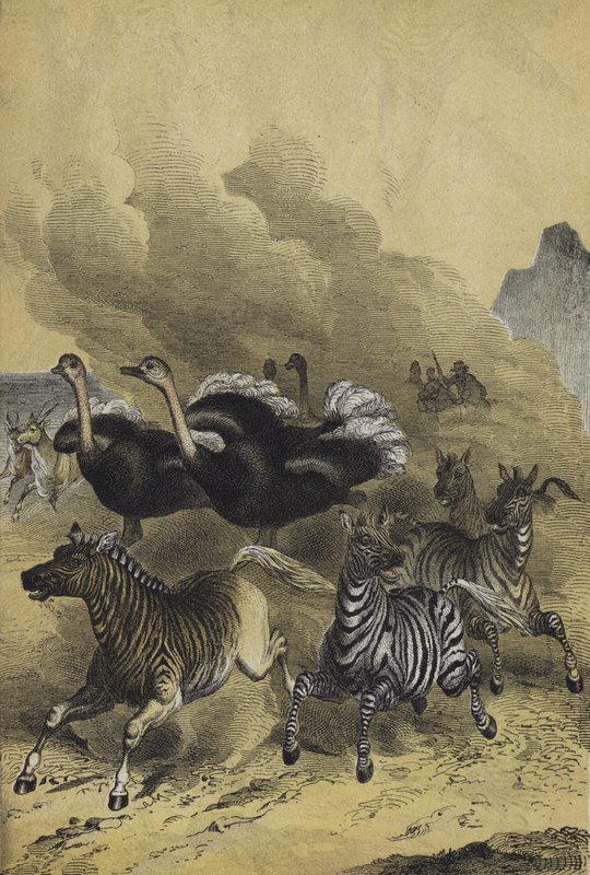 Dyr i Sør-Afrika (farge litho) av European School