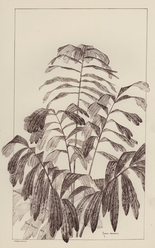 Arenga Saccaritlia (medlemmer) av European School