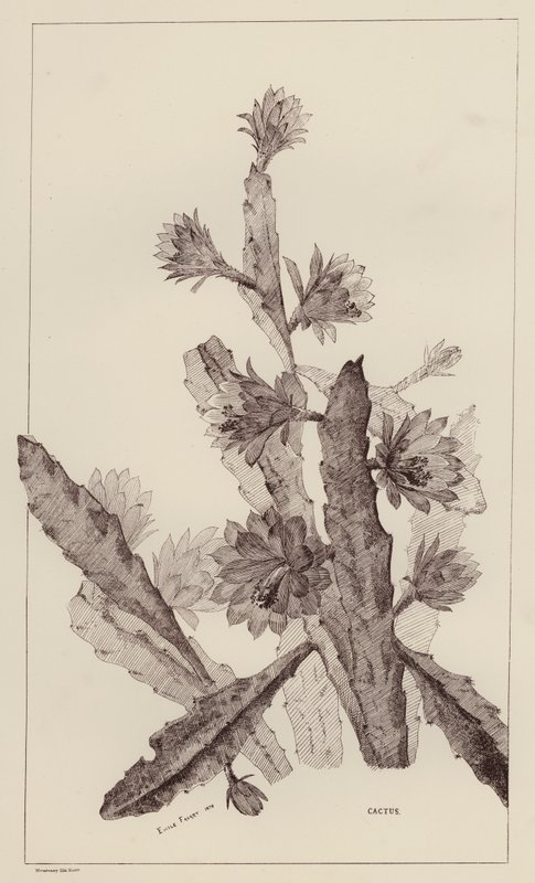 Kaktus (litho) av European School