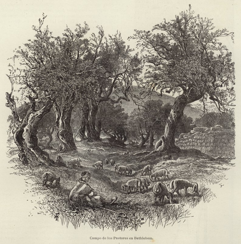 Shepherds Field i Betlehem av European School