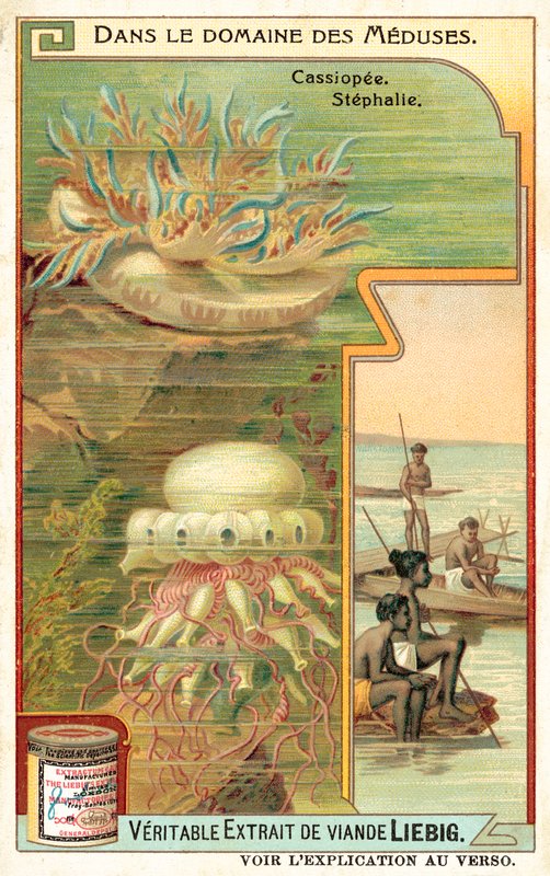 Cassiopeia og Stephalia (chromolitho) av European School