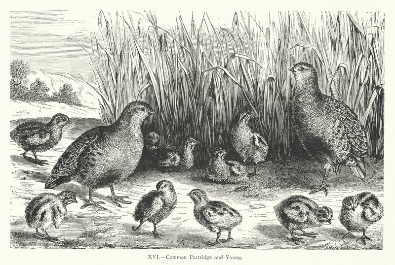 Common Partridge and Young (gravering) av European School