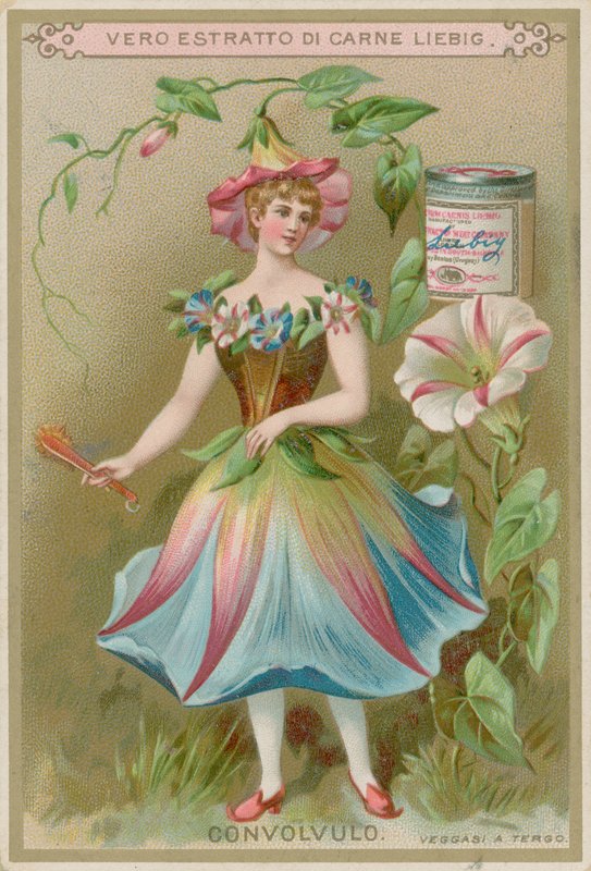 Convolvulus Flower Girl av European School