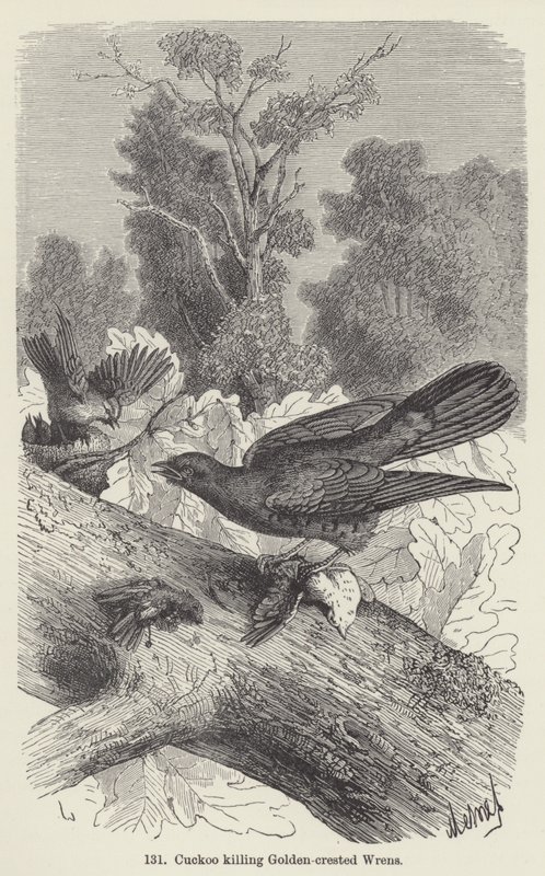 Gjøk dreper Gylden-crested Wrens (gravering) av European School