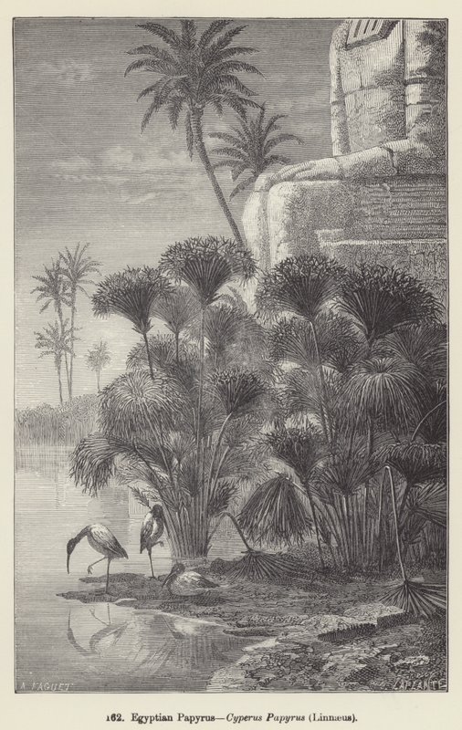 Egyptisk papyrus, Cyperus Papyrus, Linné (gravering) av European School