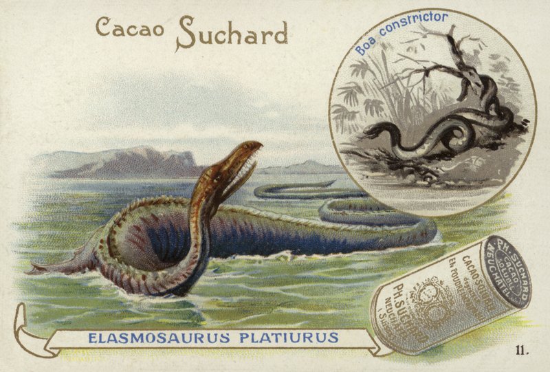 Elasmosaurus og boa constrictor av European School