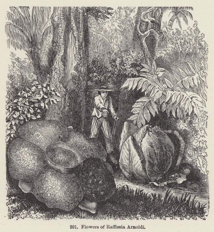Blomster av Rafflesia Arnoldi (gravering) av European School