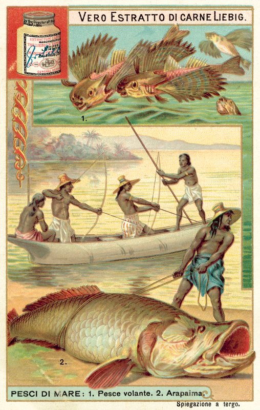 Flyvefisk og arapaima (chromolitho) av European School
