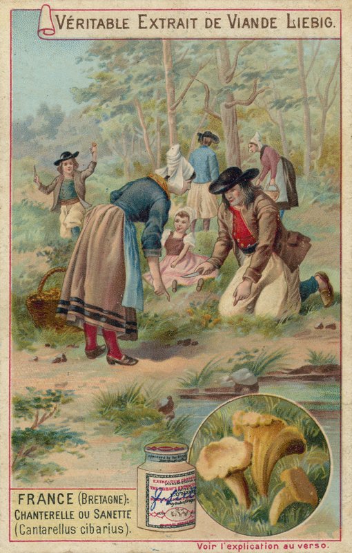 Frankrike (Bretagne): kantareller (Cantarellus cibarius) av European School