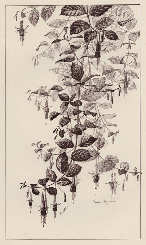 Fuschia Maginata (litho) av European School