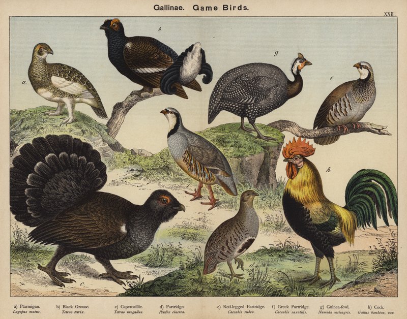 Gallinae, fuglevilt av European School