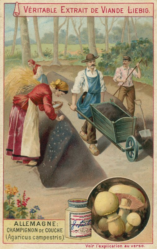 Tyskland: marksopp (Agaricus campestris) av European School
