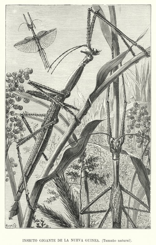 Kjempeinsekt fra New Guinea (litho) av European School