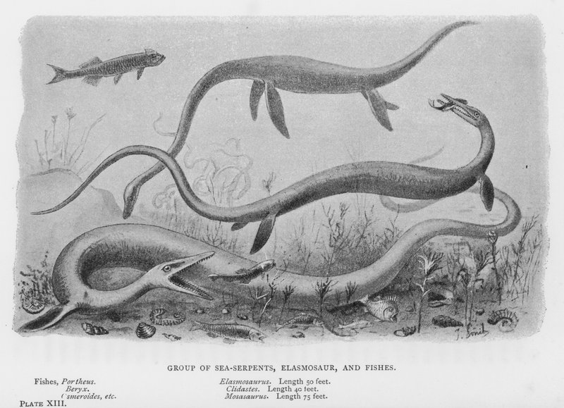 Gruppe av sjøormer, Elasmosaur og fisker (litho) av European School