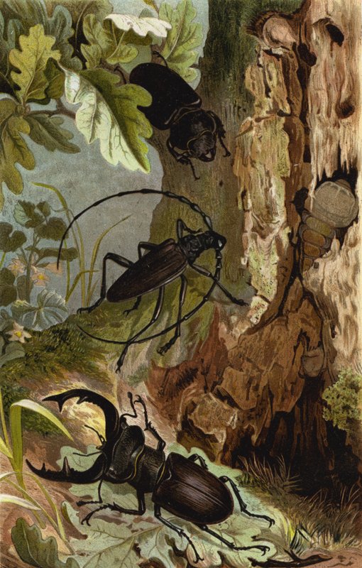 Stag Beetle og Heldbock av European School
