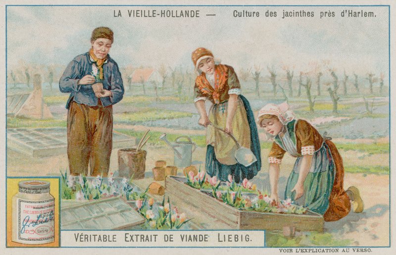 Hyacinth Crop nær Haarlem av European School