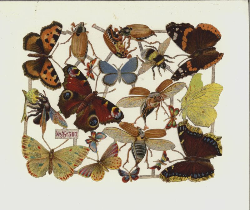 Insekter (chromolitho) av European School