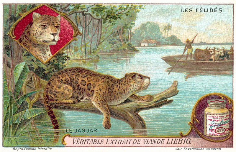 Jaguar (chromolitho) av European School