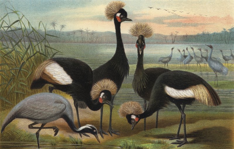 Jomfruer og Peacock Crane av European School