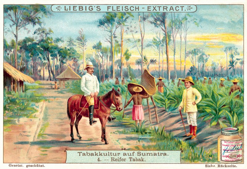 Modne tobakksplanter (chromolitho) av European School