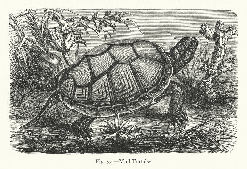 Mud Tortoise (gravering) av European School