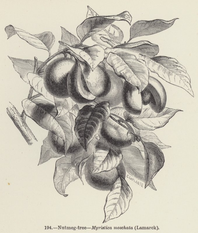 Muskat-tre, Myristica moschata, Lamarck (gravering) av European School