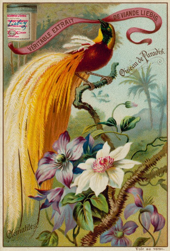 Paradisfugl og Clematis av European School