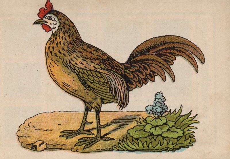 Side fra den magiske boken (farge litho) av European School