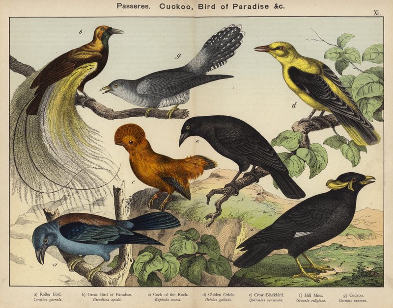 Passeres, Cuckoo, Bird of Paradise (farge litho) av European School
