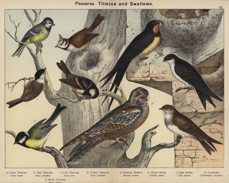 Passeres, meiser og svaler (farge litho) av European School