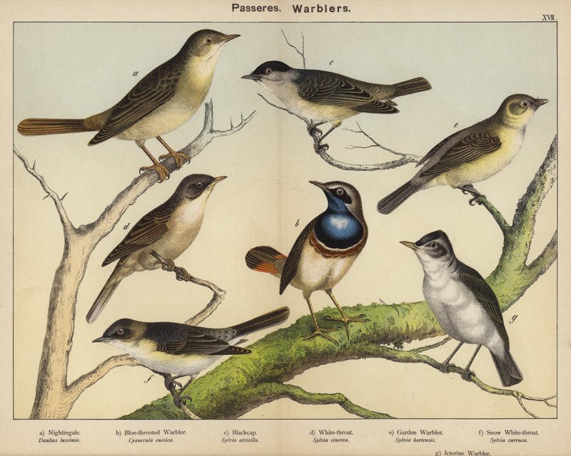 Forbipasserende, Warblers av European School
