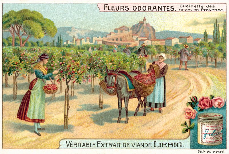 Plukke roser i Provence (chromolitho) av European School