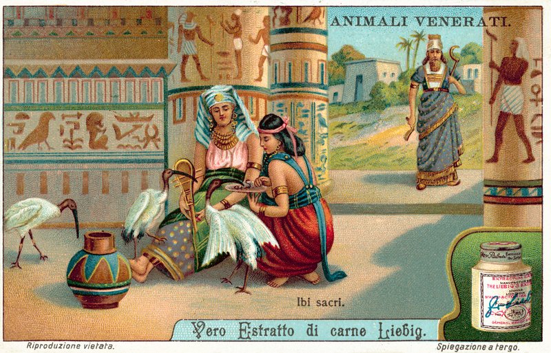 Hellig ibis i det gamle Egypt (chromolitho) av European School