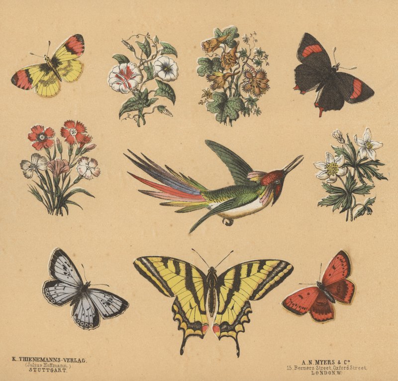 Utklipp for unge (farge litho) av European School