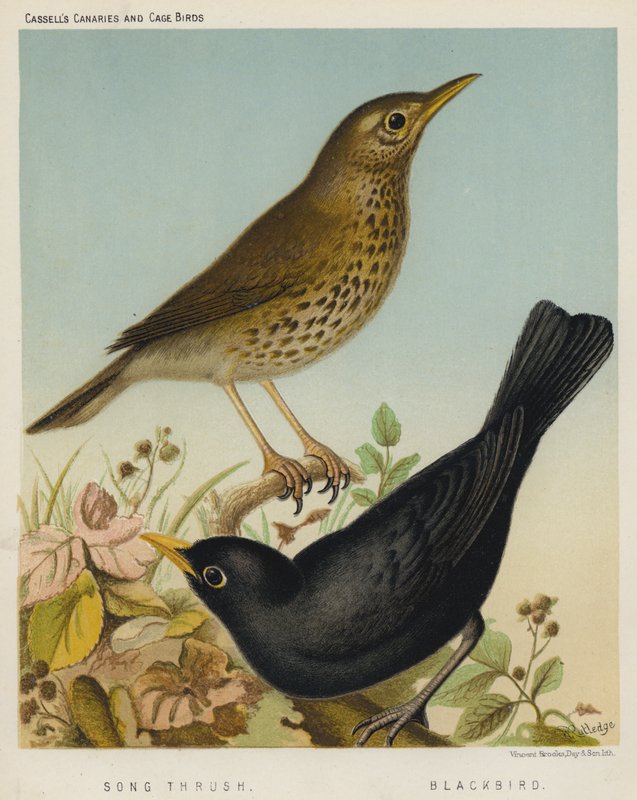 Sangtrost, svarttrost (farge litho) av European School