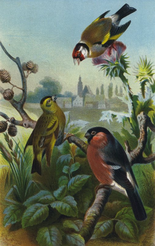 Gullfink, siskin og bullfinch av European School